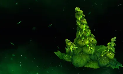 Algari Lettuce Plant